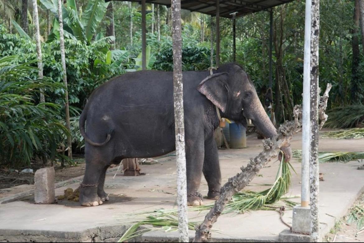 Cassells Jungle Resorts Thekkady Vandiperiyār Kültér fotó
