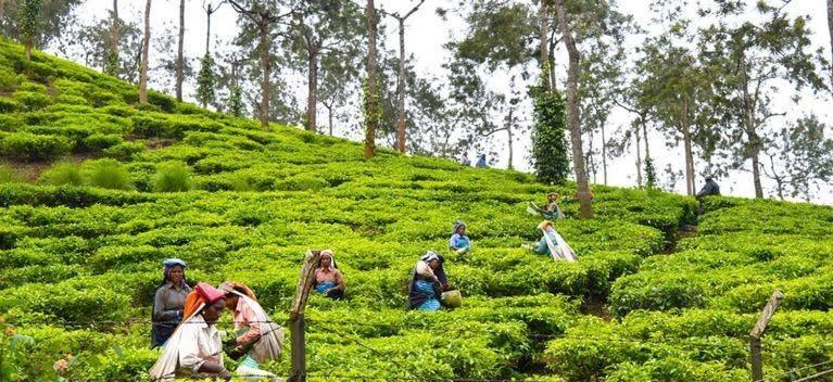 Cassells Jungle Resorts Thekkady Vandiperiyār Kültér fotó