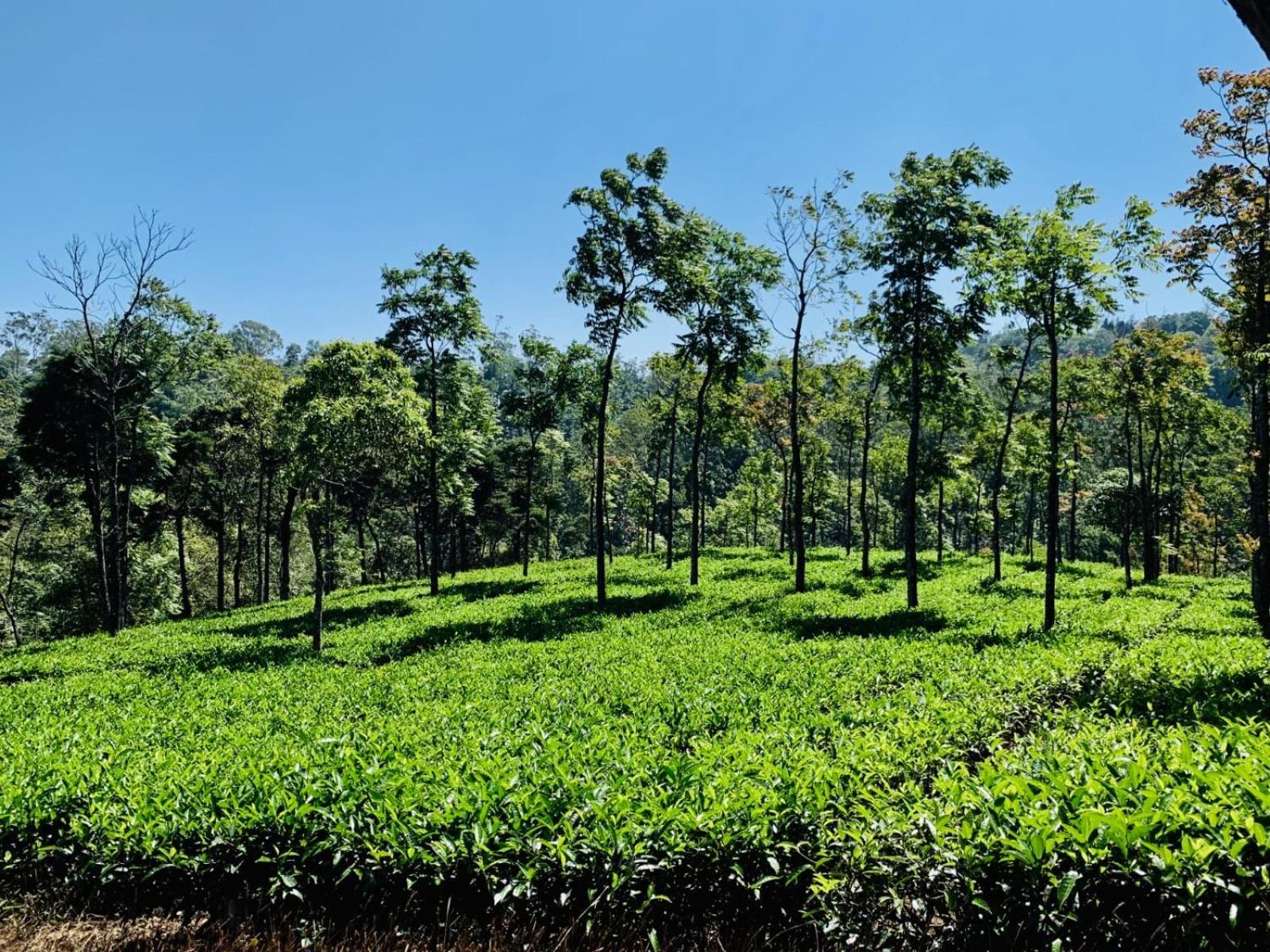 Cassells Jungle Resorts Thekkady Vandiperiyār Kültér fotó