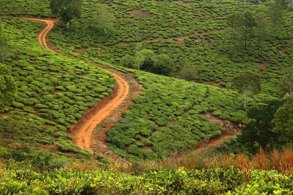 Cassells Jungle Resorts Thekkady Vandiperiyār Kültér fotó